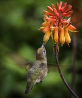 Taking A Sip�